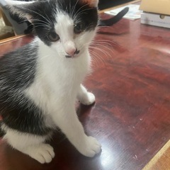 ハチワレ1匹の子猫　里親募集！