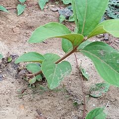 柿の苗あげます。