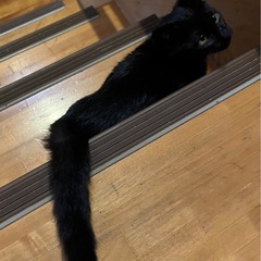 （素敵な家族が決まりました💕）仔猫　黒猫　🐈‍⬛　２ヶ月半