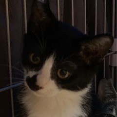 3カ月のハチワレ斗真君