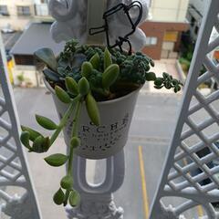 多肉植物の寄せ植え🌿の画像
