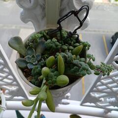多肉植物の寄せ植え🌿の画像