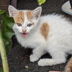 ふわふわ茶白の赤ちゃん、生き残った１ぴき(ぷりゅちゃんの子猫ナッ...