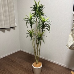 お世話不要　インテリアに　フェイクグリーンの画像