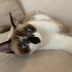 猫　探しています