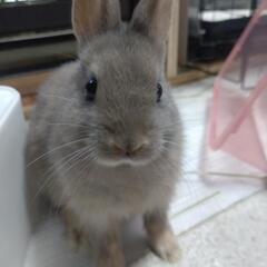 うさぎの里親募集