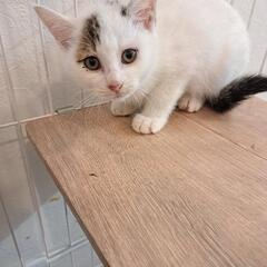 めちゃくちゃかわいいです