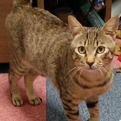 里親さん募集