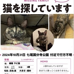 愛猫が散歩中に逃げてしまいました🙇‍♂️