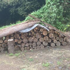 杉　薪にいかがですか　玉切りしてます　の画像