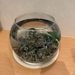 ベタやメダカの飼育に、円形の小型水槽　麦飯石、エアーポンプおまけの画像