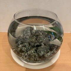 ベタやメダカの飼育に、円形の小型水槽　麦飯石、エアーポンプおまけの画像