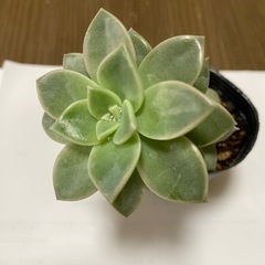 多肉植物【エケベリア（薄氷）】100円