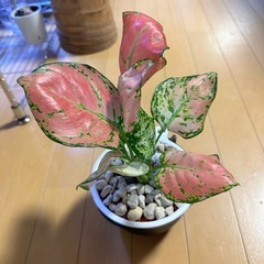 観葉植物　アグラオネマ☆ビューティー
