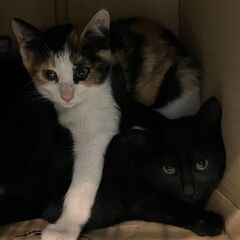猫ちゃん、2匹の里親さん募集