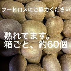キウイフルーツ26(11/3受渡者決定)
