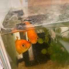 金魚　引き取り