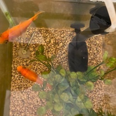 金魚　引き取りの画像