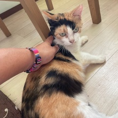 穏やかナデナデ大好き三毛たん