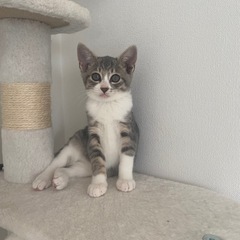 なかよし兄弟　うどんとそば - 猫