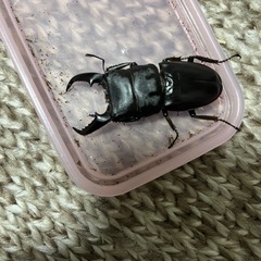 ヒラタクワガタ（本土ヒラタクワガタ）♂単品販売会