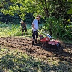 信州産の大根（12月初旬収穫予定）の画像