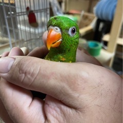 コセイガイインコ販売開始