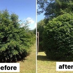 【下田市・近隣対応】剪定・伐採・草刈りなどお任せください！ - 便利屋