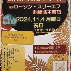 高級改良めだか掬い　スーパーボール掬い　めだか販売