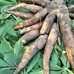 【お引き渡し者決定】 ⑯最終‼️【小さな農家直送】キャッサバ（c...