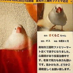 愛鳥の白文鳥を探しています