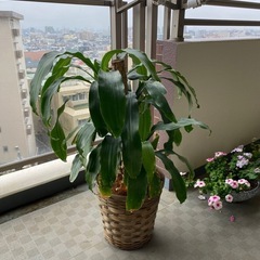 観葉植物　ドラセナマッサン　中型8号（鉢カバー付き）