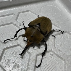 エレファスゾウカブト 成虫 オス 