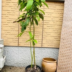 【先着1名限り】新芽もチラホラの実生アボカドの木の画像