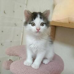 🍀譲渡会🍀白キジの長毛ビーツくん