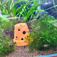 アピスト カカト ダブルレッド 幼魚5匹の画像