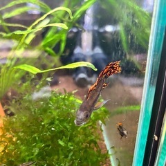 アピスト カカト ダブルレッド 幼魚5匹の画像