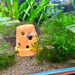 アピスト カカト ダブルレッド 幼魚5匹の画像