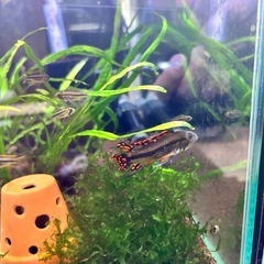 アピスト カカト ダブルレッド 幼魚5匹