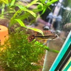 アピスト カカト ダブルレッド 幼魚5匹の画像