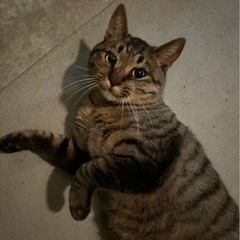 この猫ちゃんに暖かいお家を