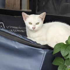 子猫ちゃん１ぴきを一生懸命育てている小さいママ猫(ナッツちゃんの...