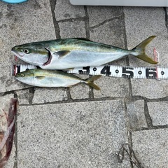 ショアジギング、エギング🎣