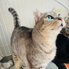 猫用品頂けませんか？　ペットシート　ニャンモック等　餌