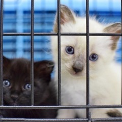 珍しいシャムミックスのきょうだい　11/9子猫だらけの里親会