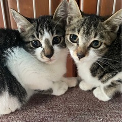 仲良し兄妹、お優しいご家族のもとに譲渡されることが決定しました❣️