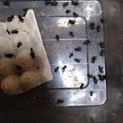 フタホシコオロギM　Lサイズ　10匹単位価格の画像