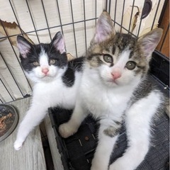 生後1ヶ月の子猫達❤︎