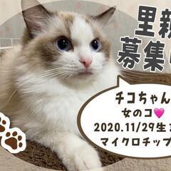 里親様決定 ｱﾘｶﾞﾄｳｺﾞｻﾞｲﾏｼﾀ!!😻ラグドール🩷チコち...
