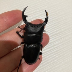 オオクワガタ新成虫ペアの画像